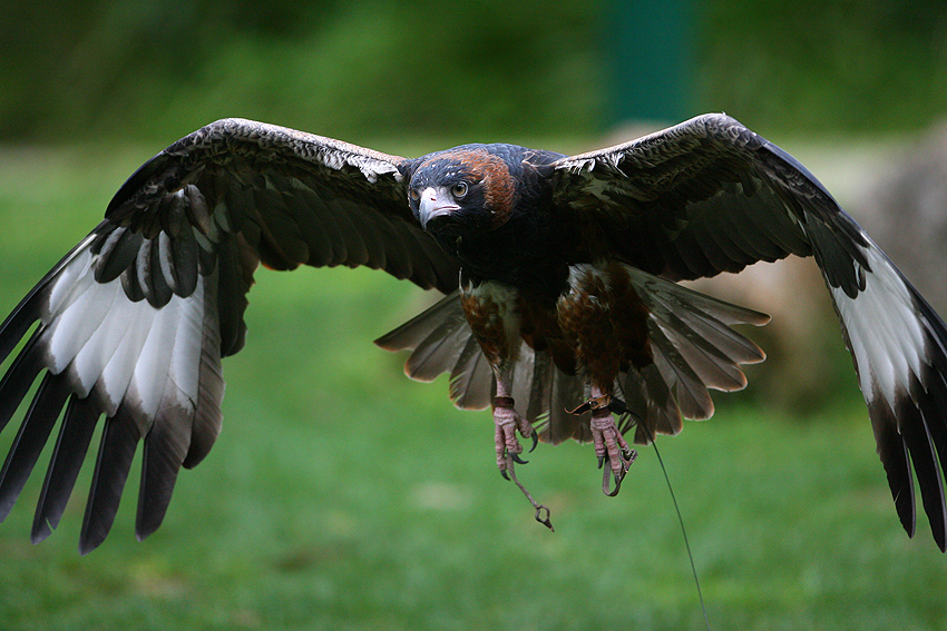 Yarra Valley Wildlife & Wine Day Tour